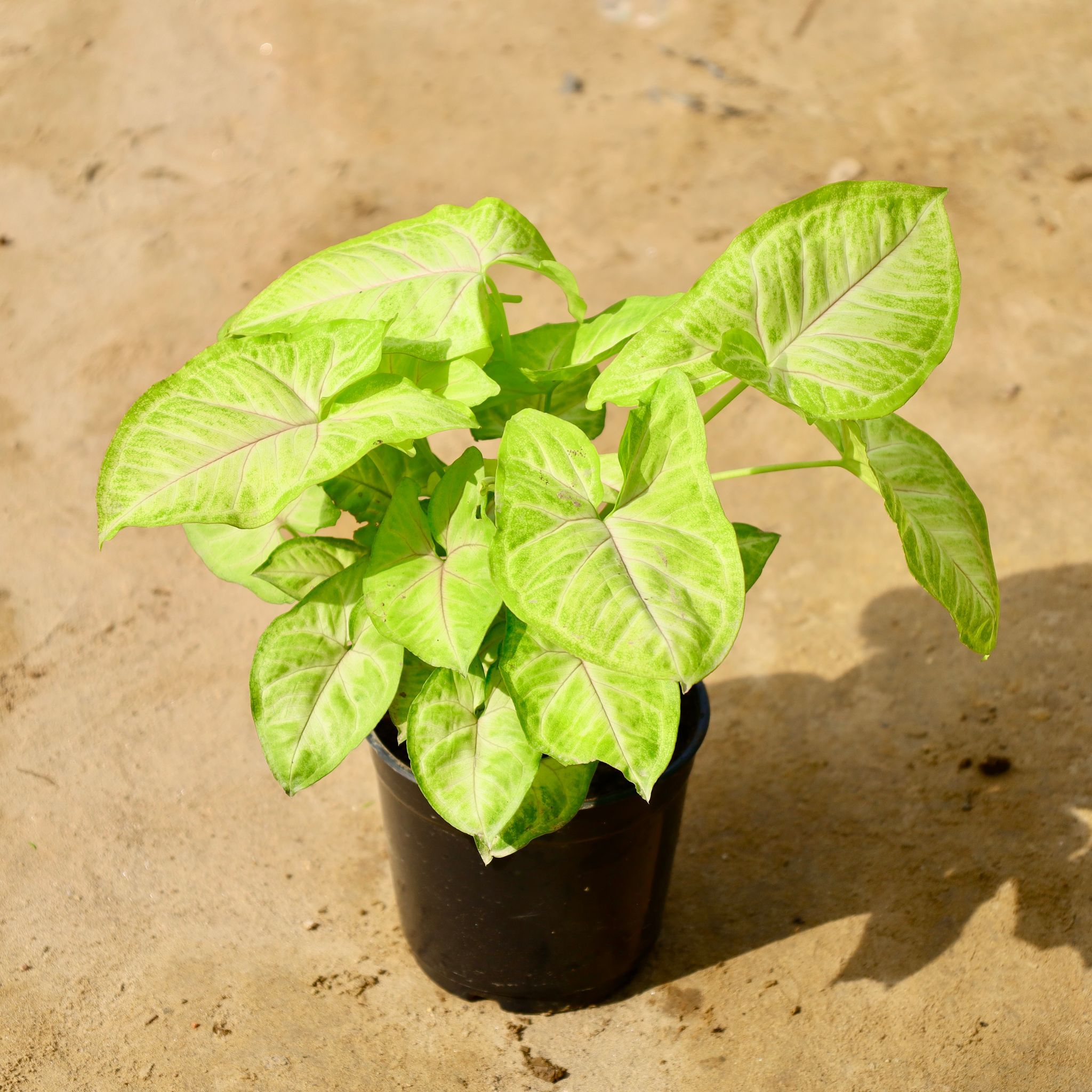 Syngonium Golden / Neon Big Bushy in 6 Inch Nursery Pot