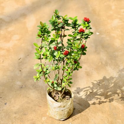 Buy Chinese Ixora Red in 6 Inch Nursery Bag Online | Urvann.com