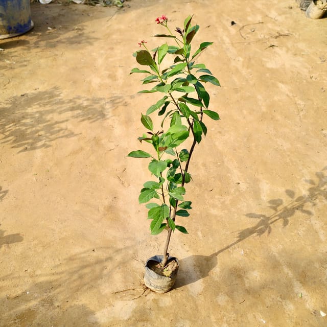 Jatropha desi in 6 Inch Nursery Bag