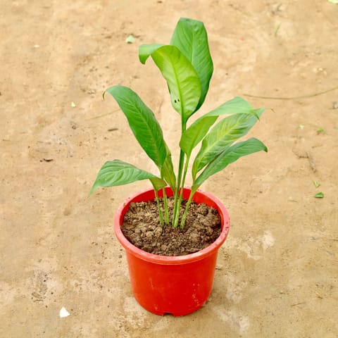 Peace lily in 6 Inch Nursery Pot