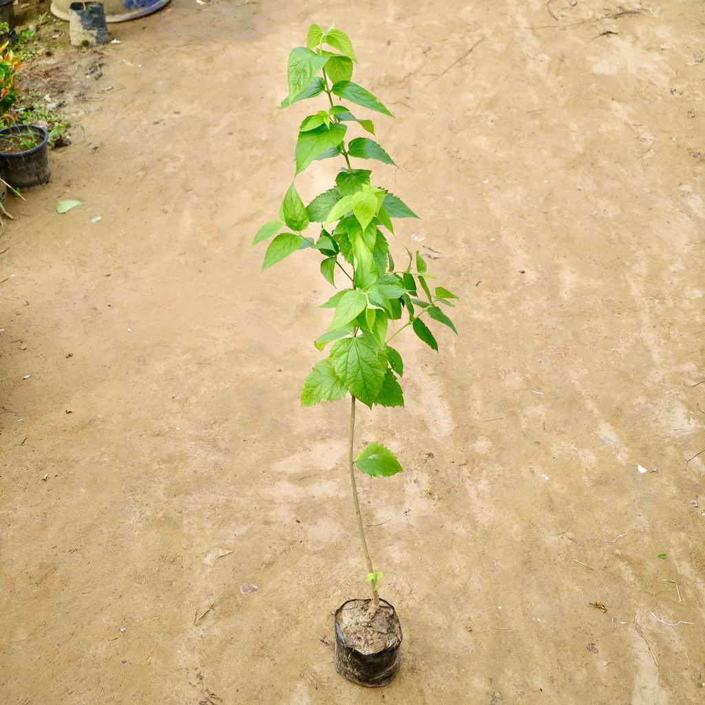Harsingar / Parijaat (Any Colour) (3-4 Ft) in 8 Inch Nursery Bag