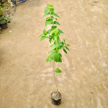 Buy Harsingar / Parijaat (Any Colour) (3-4 Ft) in 8 Inch Nursery Bag Online | Urvann.com