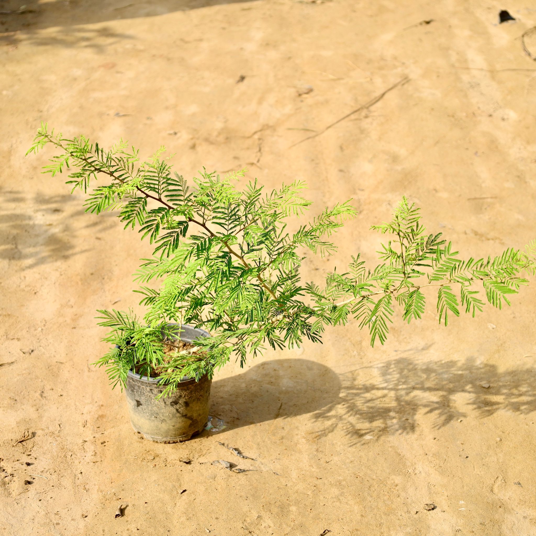 Holy Shami (2-3 Ft) in 6 Inch Nursery Pot