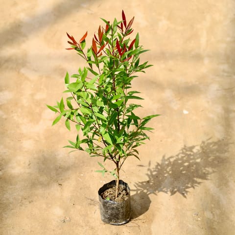 Syzygium Red / Christina Ficus (2 Ft) in 6 Inch Nursery Bag