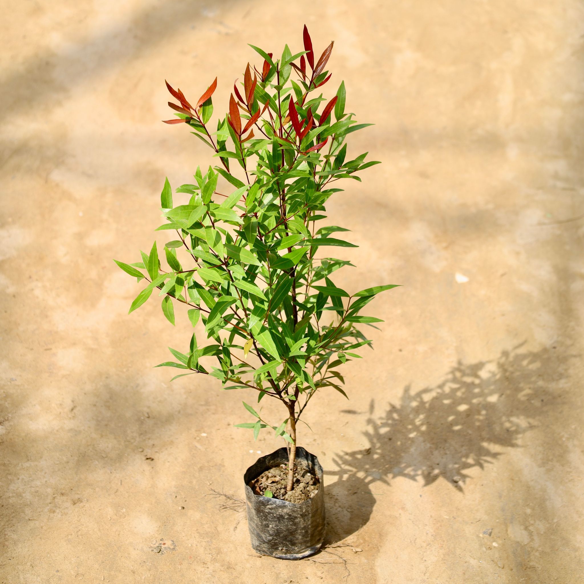 Syzygium Red / Christina Ficus (2 Ft) in 6 Inch Nursery Bag