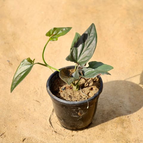 Money Plant Black in 4 Inch Nursery Pot