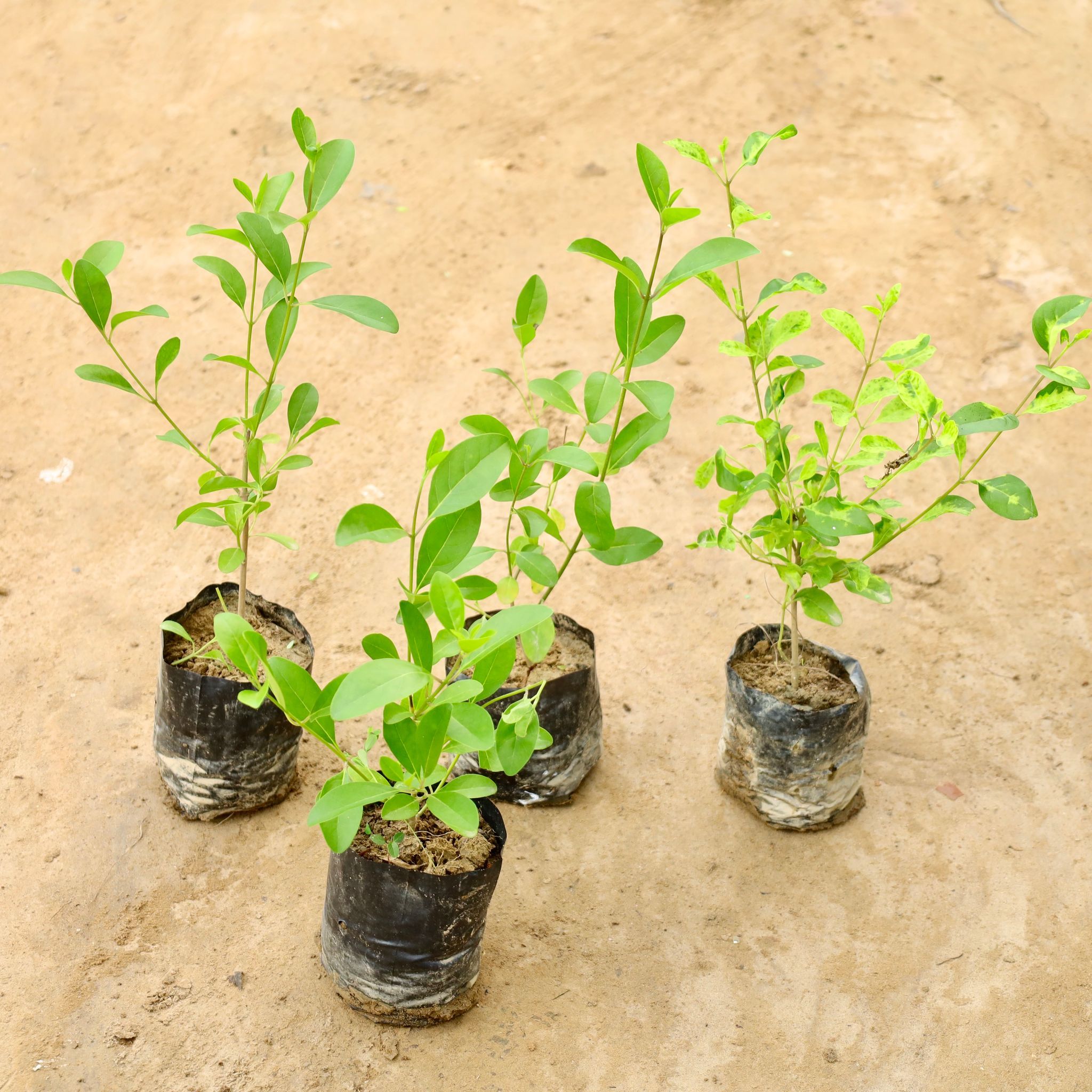 Set of 4 - Inerme Plant in 4 Inch Nursery Bag