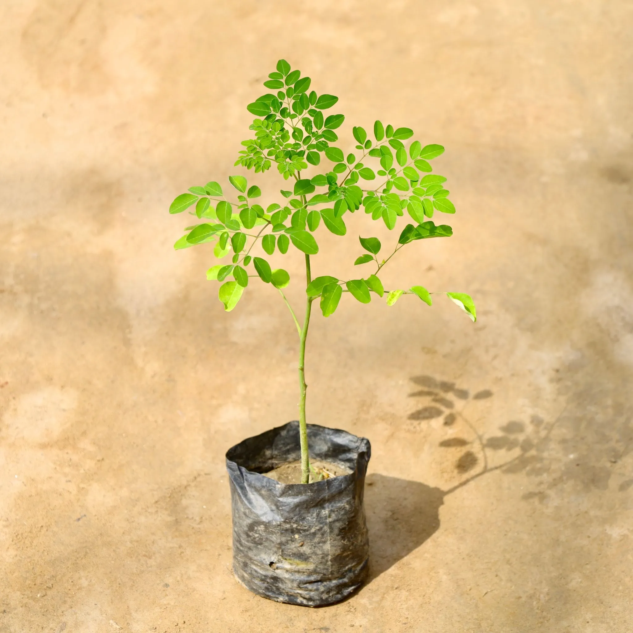 Moringa / Drumstick in 4 Inch Nursery Bag