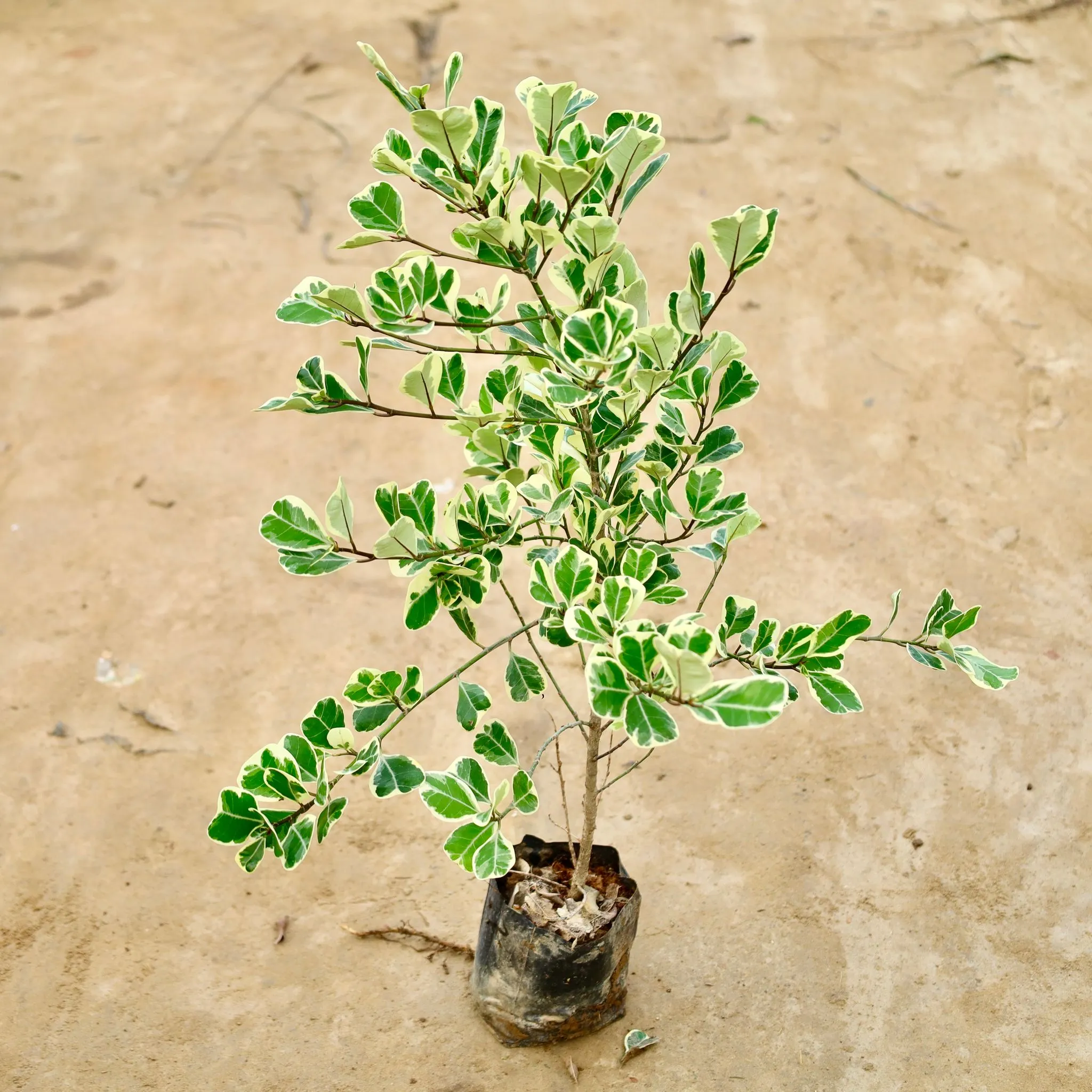 Ficus Triangularis in 5 Inch Nursery Bag