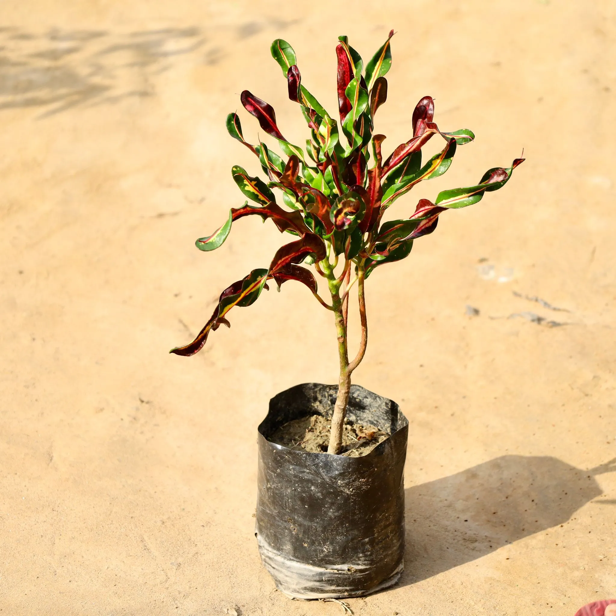 Croton Curly (Any Colour) in 5 Inch Nursery Bag