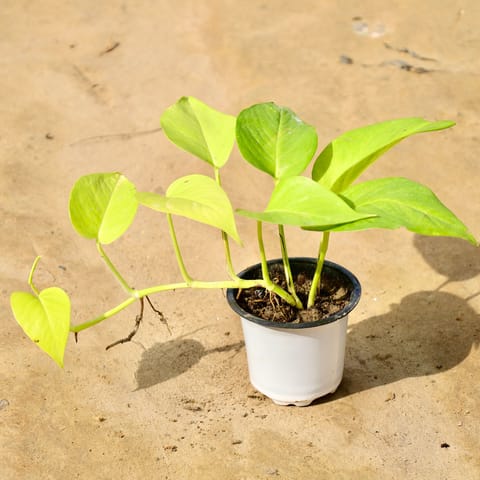 Golden money plant in 4 Inch Nursery Pot