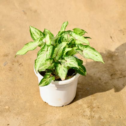 Buy Syngonium Yami in 4 Inch Nursery Pot Online | Urvann.com