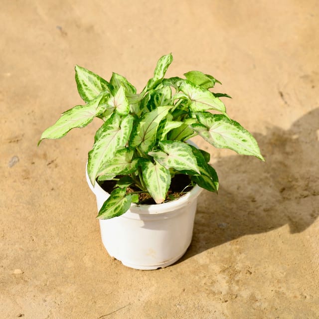 Syngonium Yami in 4 Inch Nursery Pot