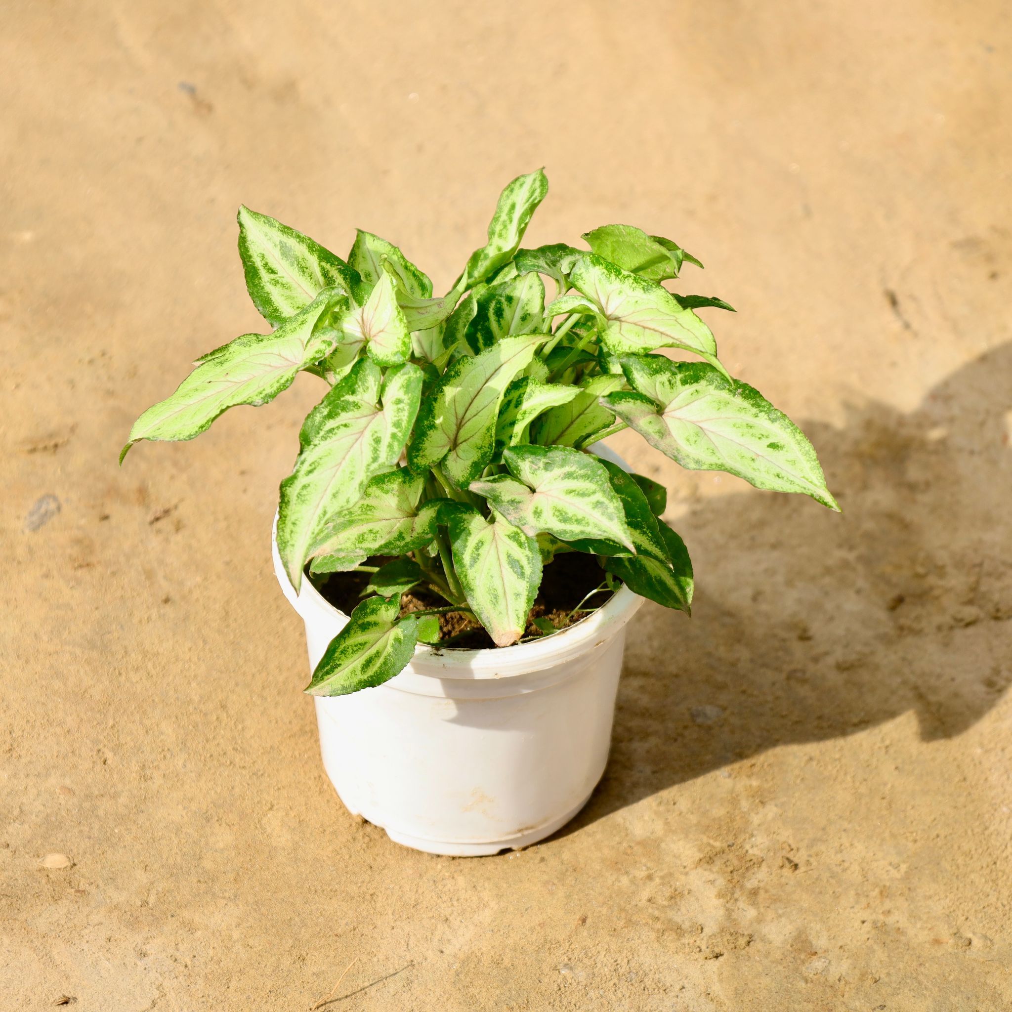 Syngonium Yami in 4 Inch Nursery Pot