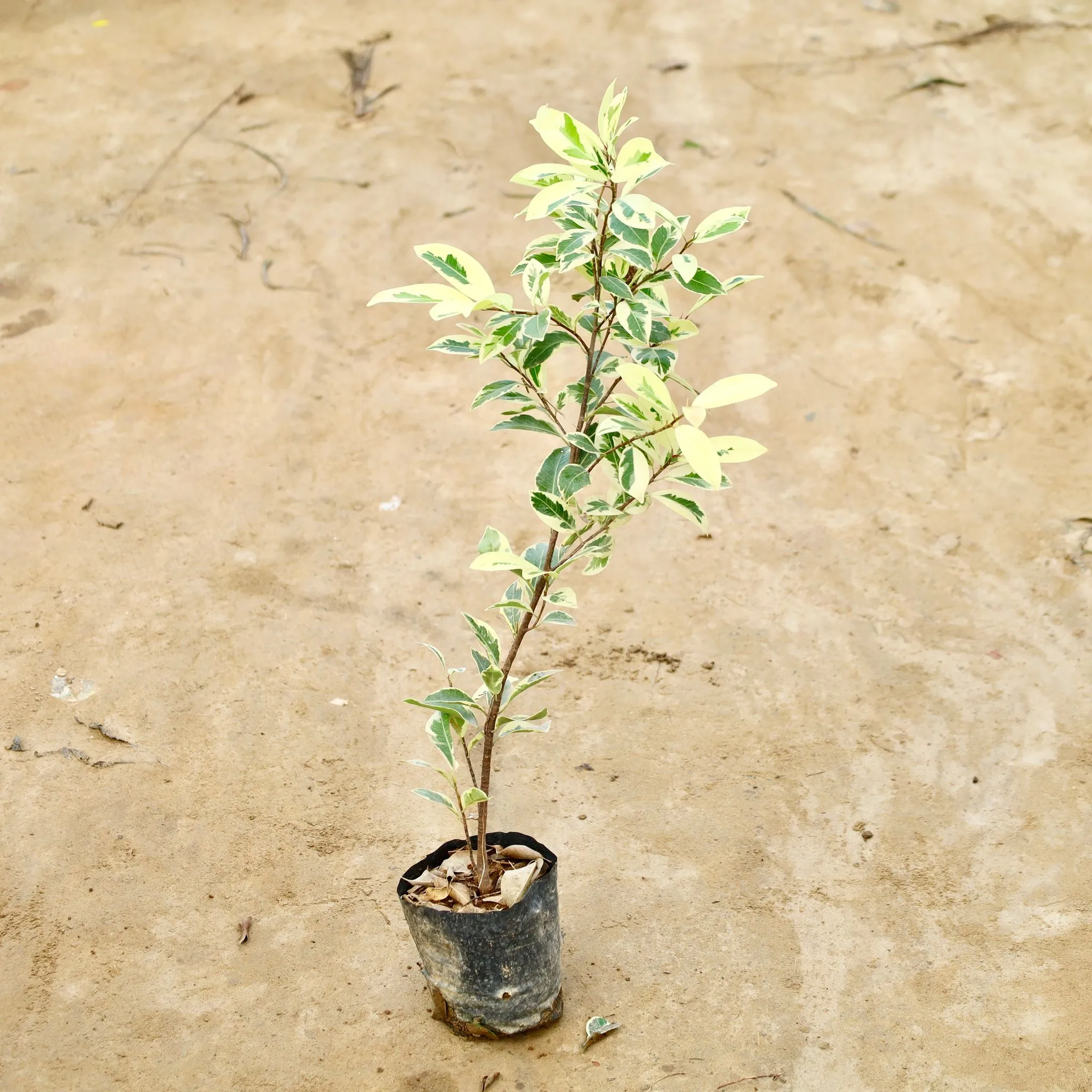 Ficus Safari in 5 Inch Nursery Bag
