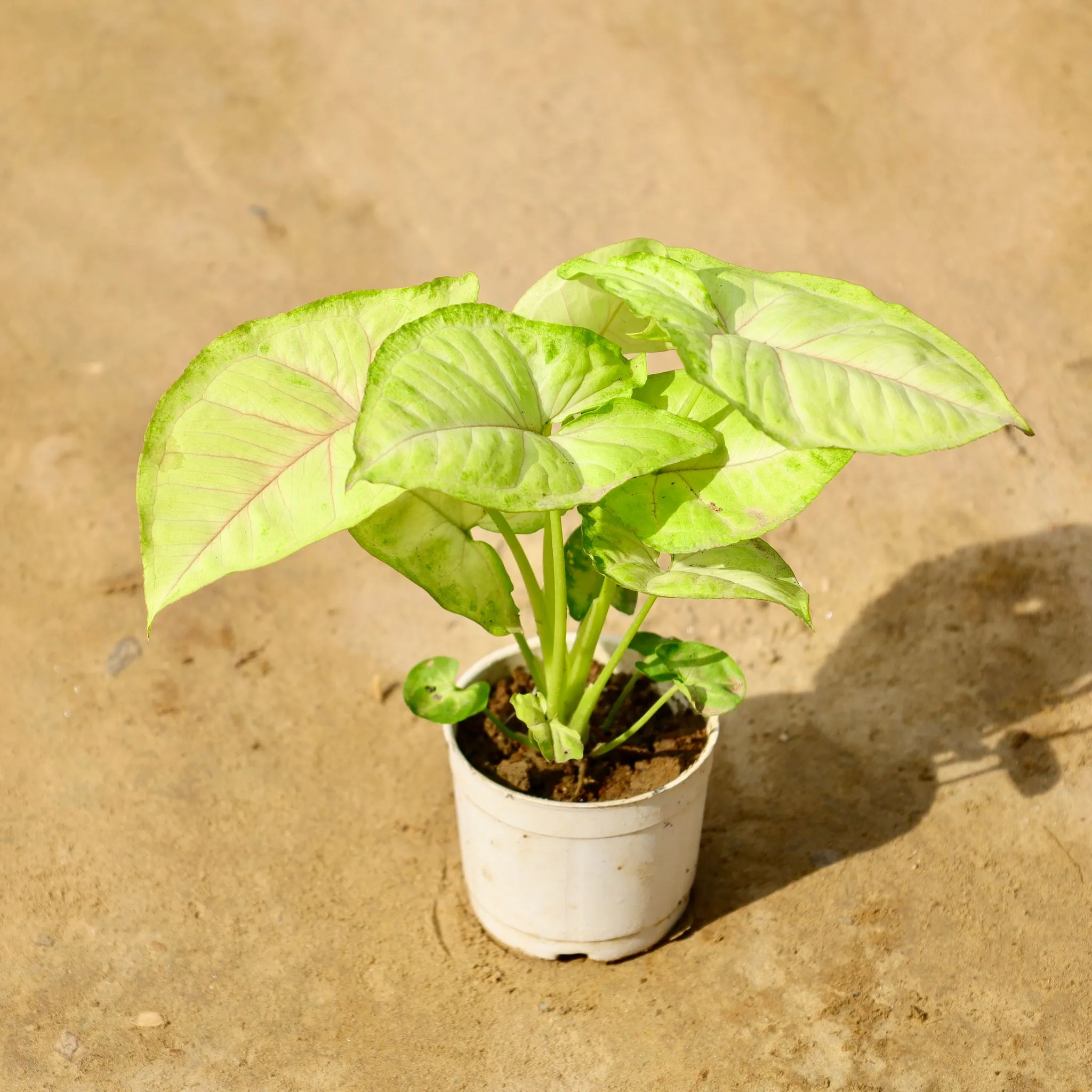 Syngonium Golden Neon in 4 Inch Nursery Pot