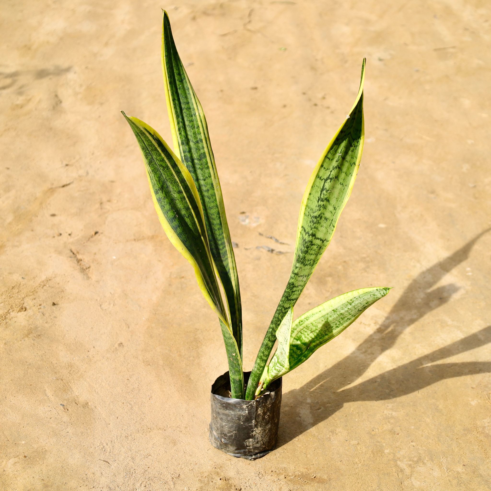 Snake Yellow Long in 4 Inch Nursery Bag