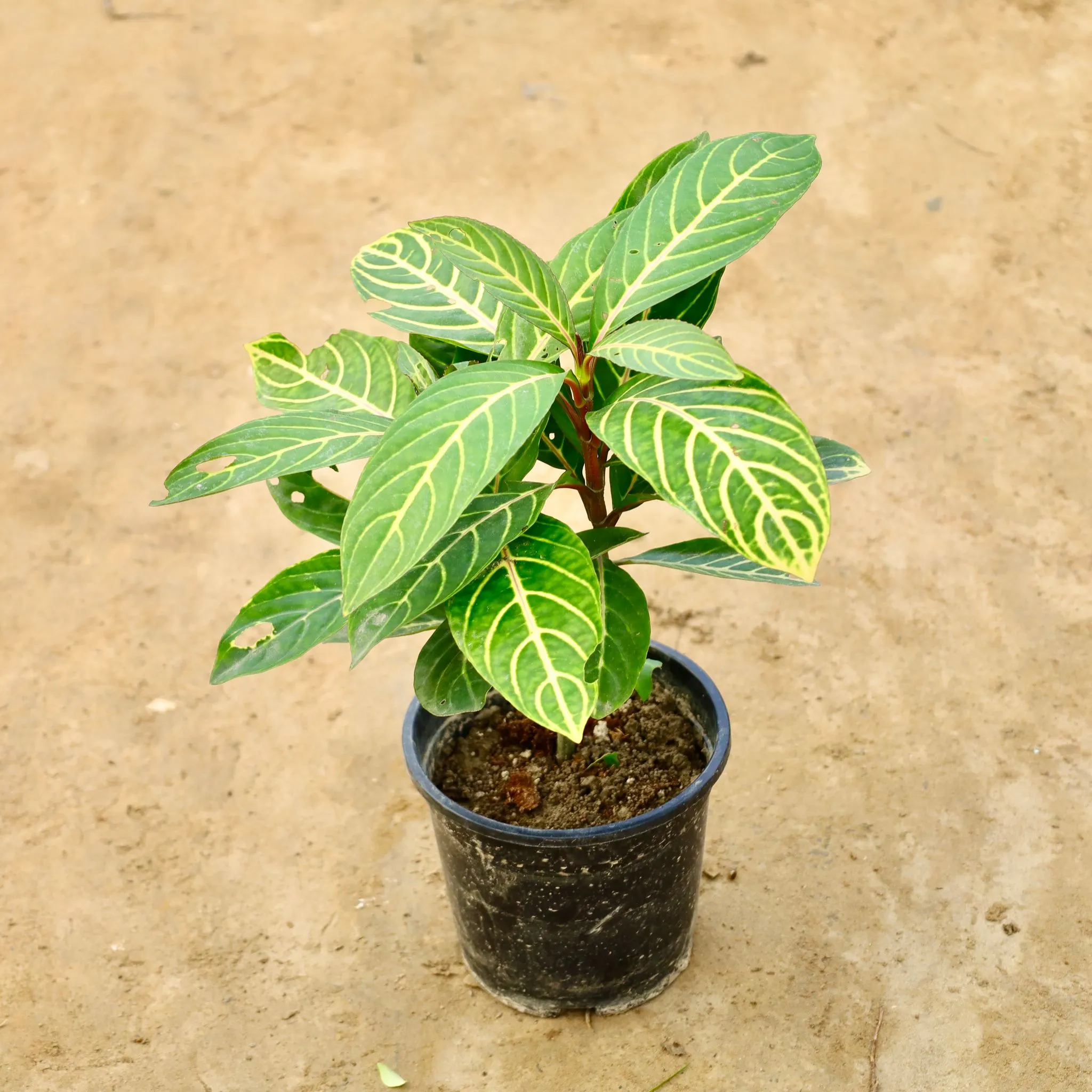 Sanchezia in 6 Inch Nursery Pot