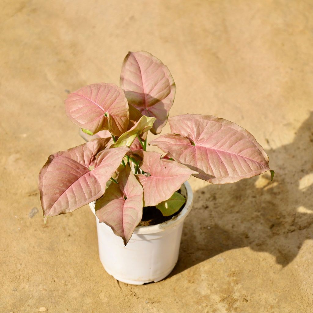 Buy Syngonium Pink in 4 Inch Nursery Pot Online | Urvann.com Syngonium Pink in 4 Inch Nursery Pot