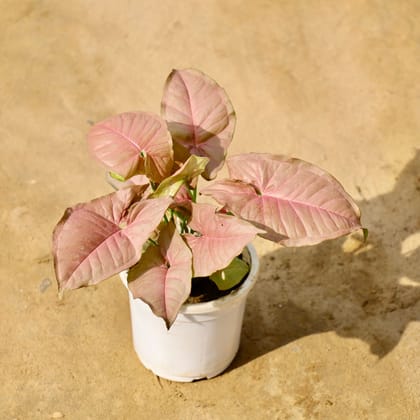 Buy Syngonium Pink in 4 Inch Nursery Pot Online | Urvann.com