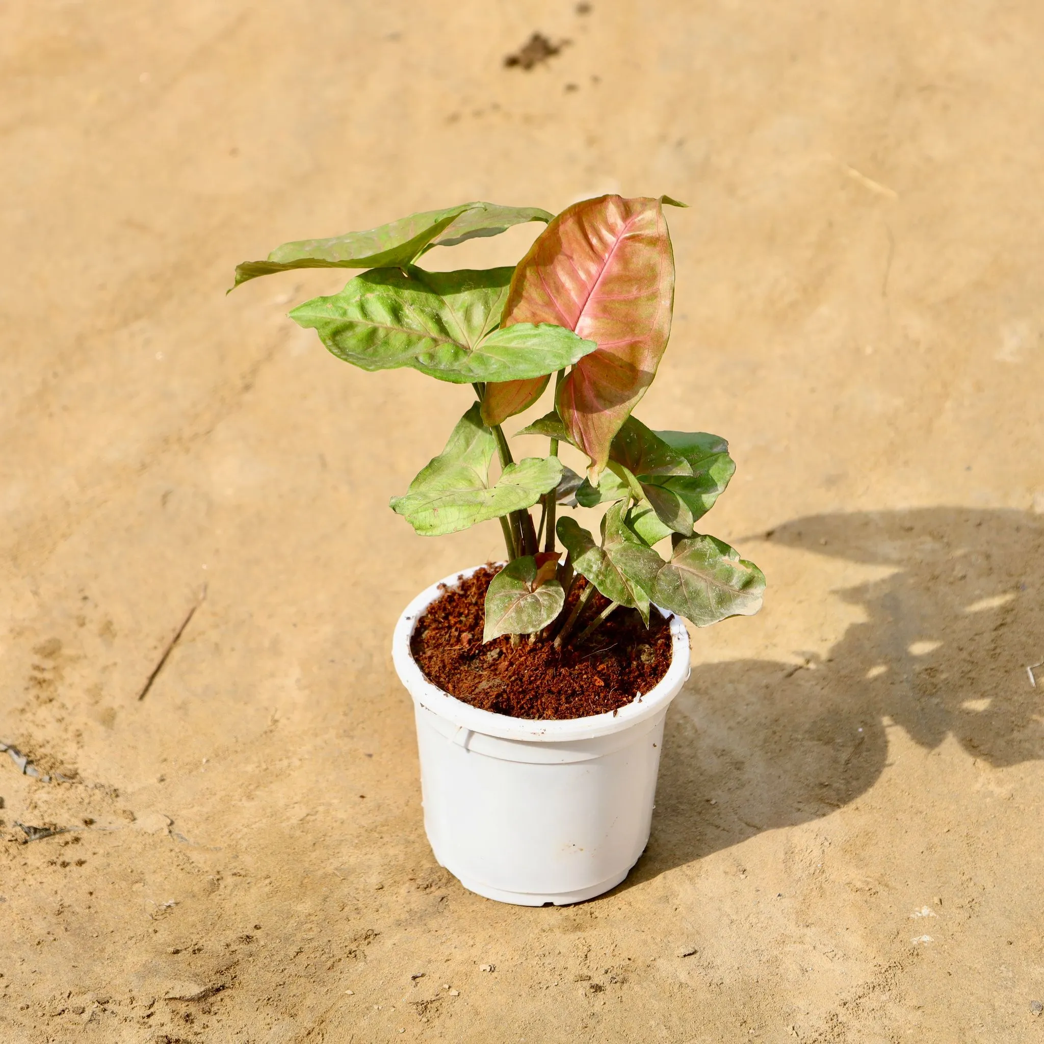 Syngonium Bronze in 4 Inch Nursery Pot
