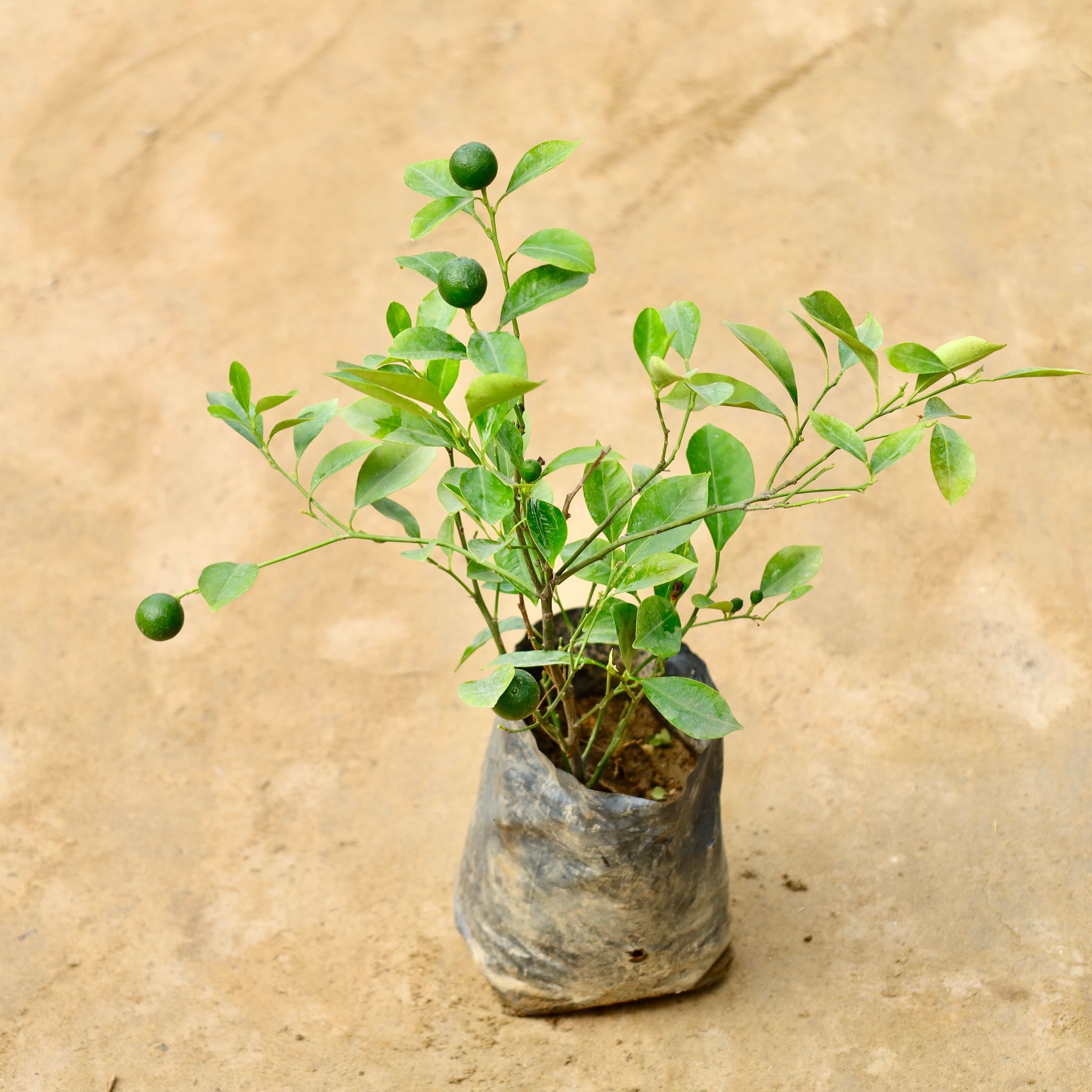 China Orange in 4 Inch Nursery Bag