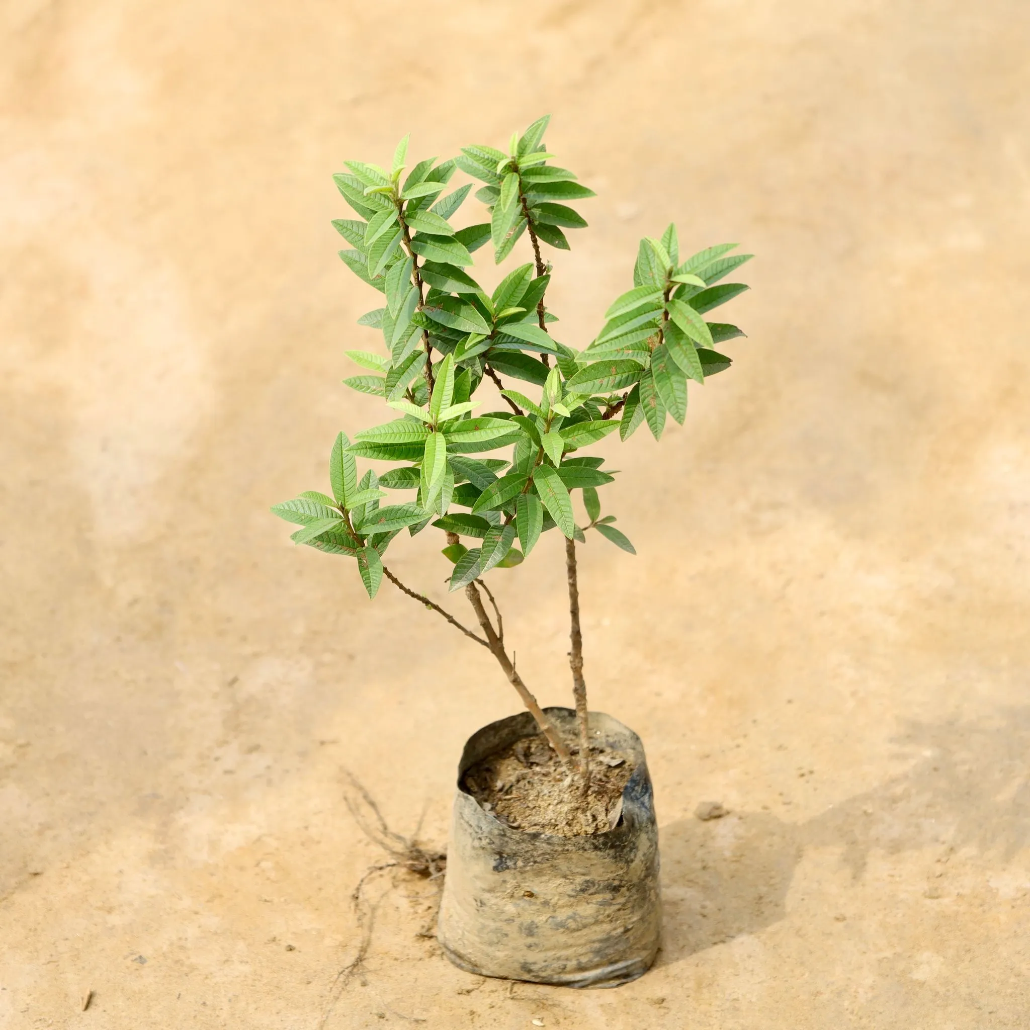 Chinese / Miniature Guava in 4 Inch Nursery Bag
