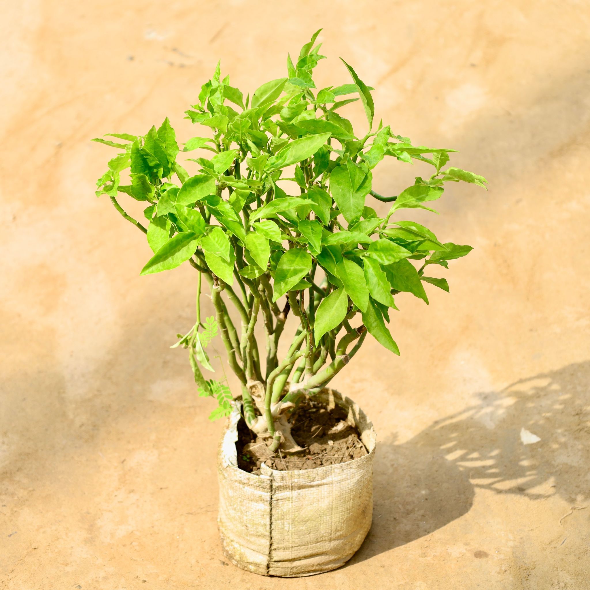 Pedilanthus / Devil's Backbone in 8 Inch Nursery Bag