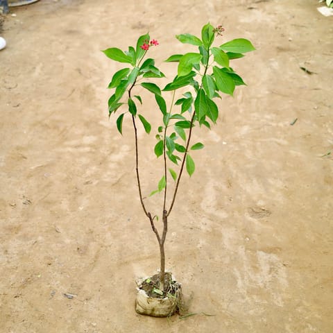 Jatropha / Sunder Rupa (Any Colour) in 8 Inch Nursery Bag