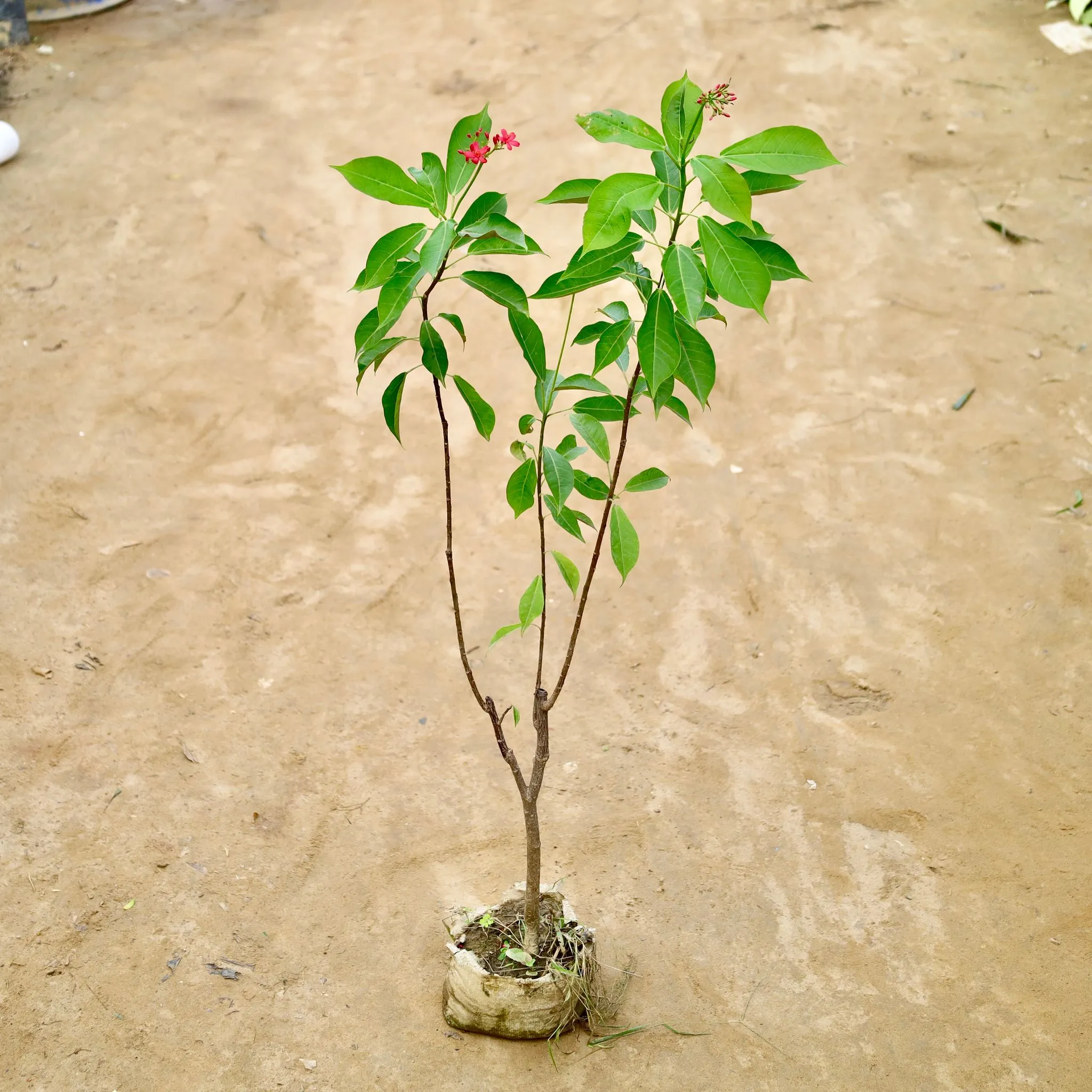 Jatropha / Sunder Rupa (Any Colour) in 8 Inch Nursery Bag