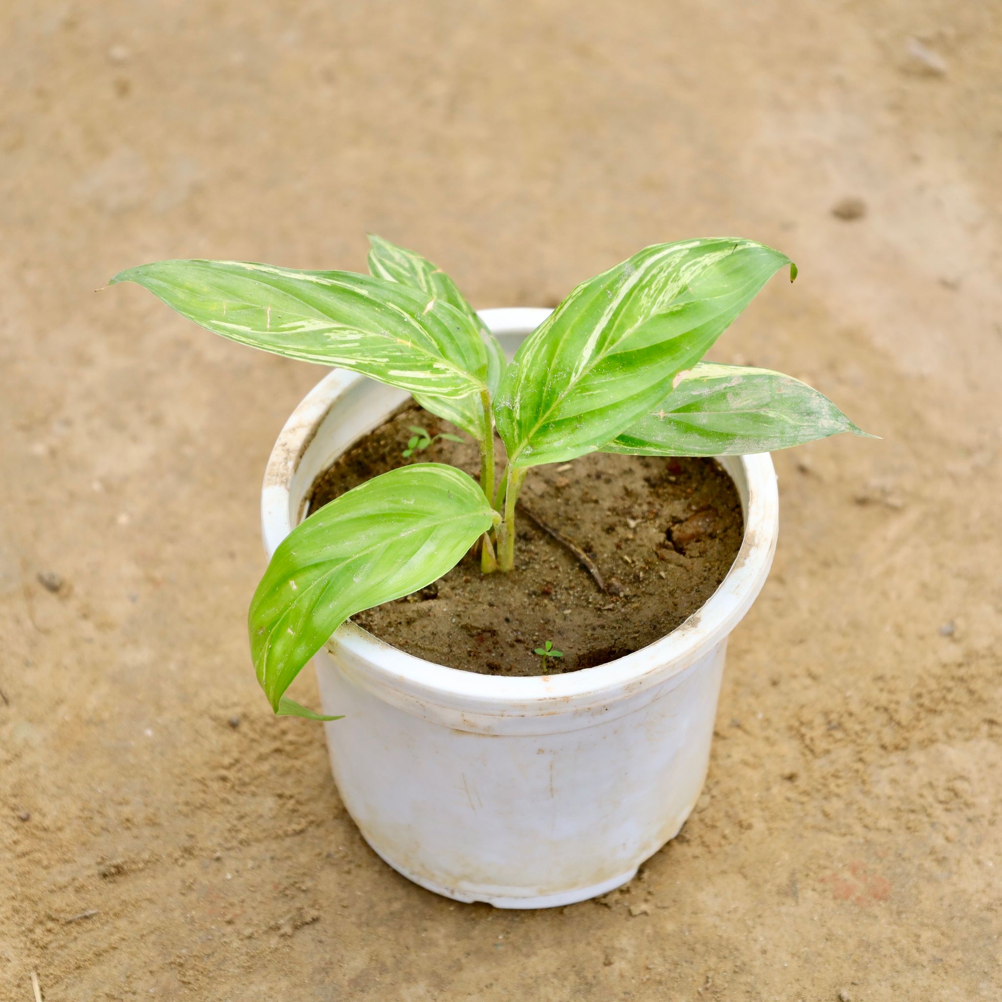 Alpinia Dwarf in 4 Inch Nursery Pot