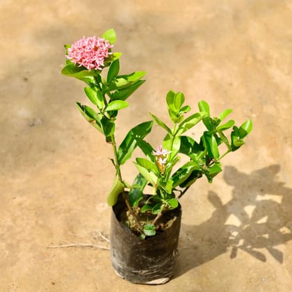 Buy Ixora Dwarf (Any Colour) in 5 Inch Nursery Bag Online | Urvann.com
