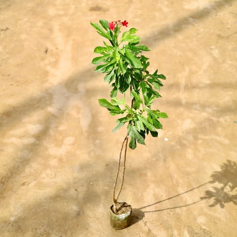 Jatropha / Sunder Rupa (Any Colour) in 5 Inch Nursery Bag