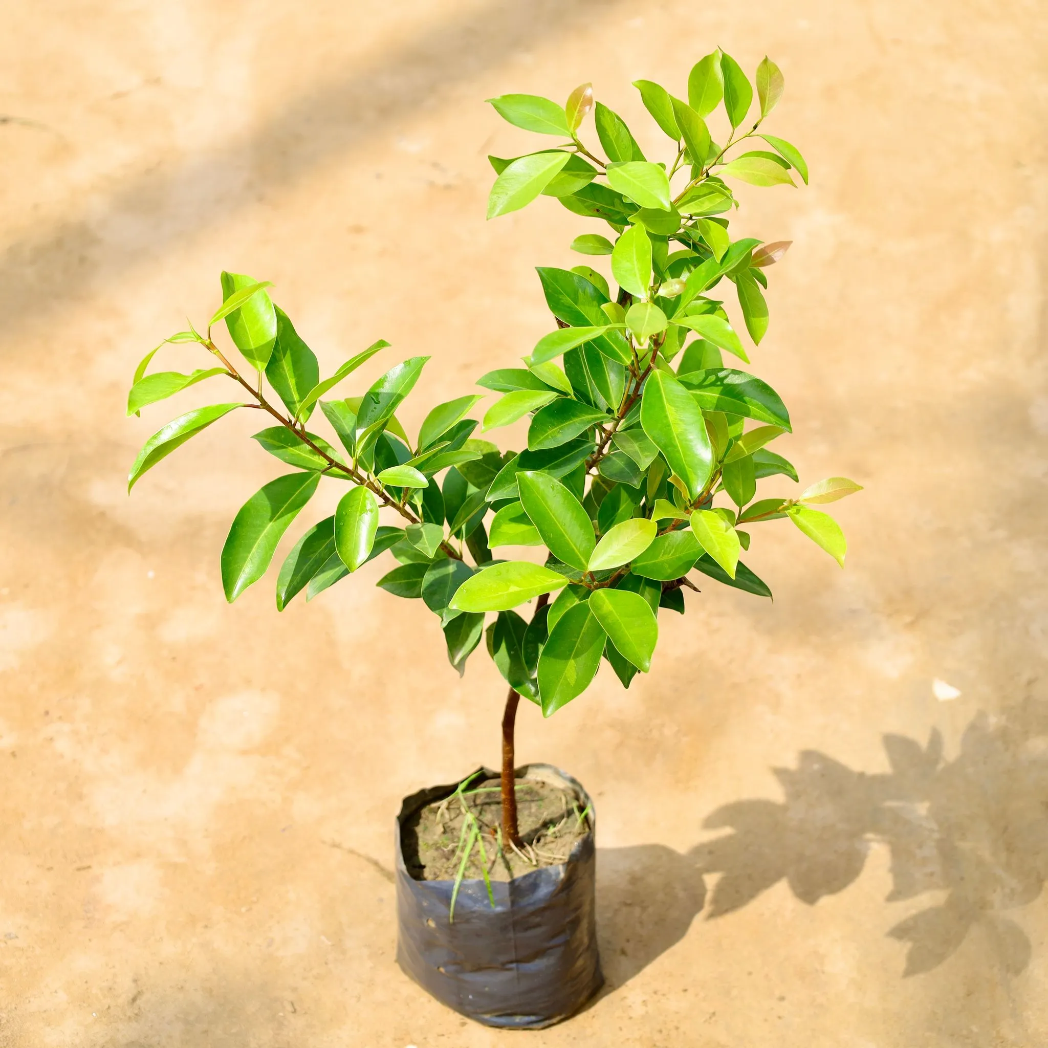 Ficus panda in 8 Inch Nursery Bag