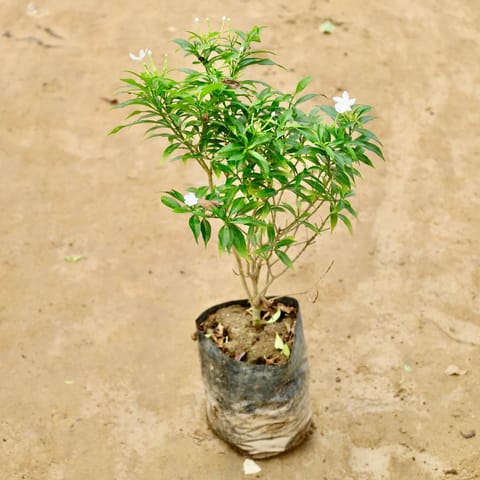 Chandni Dwarf in 8 Inch Nursery Bag