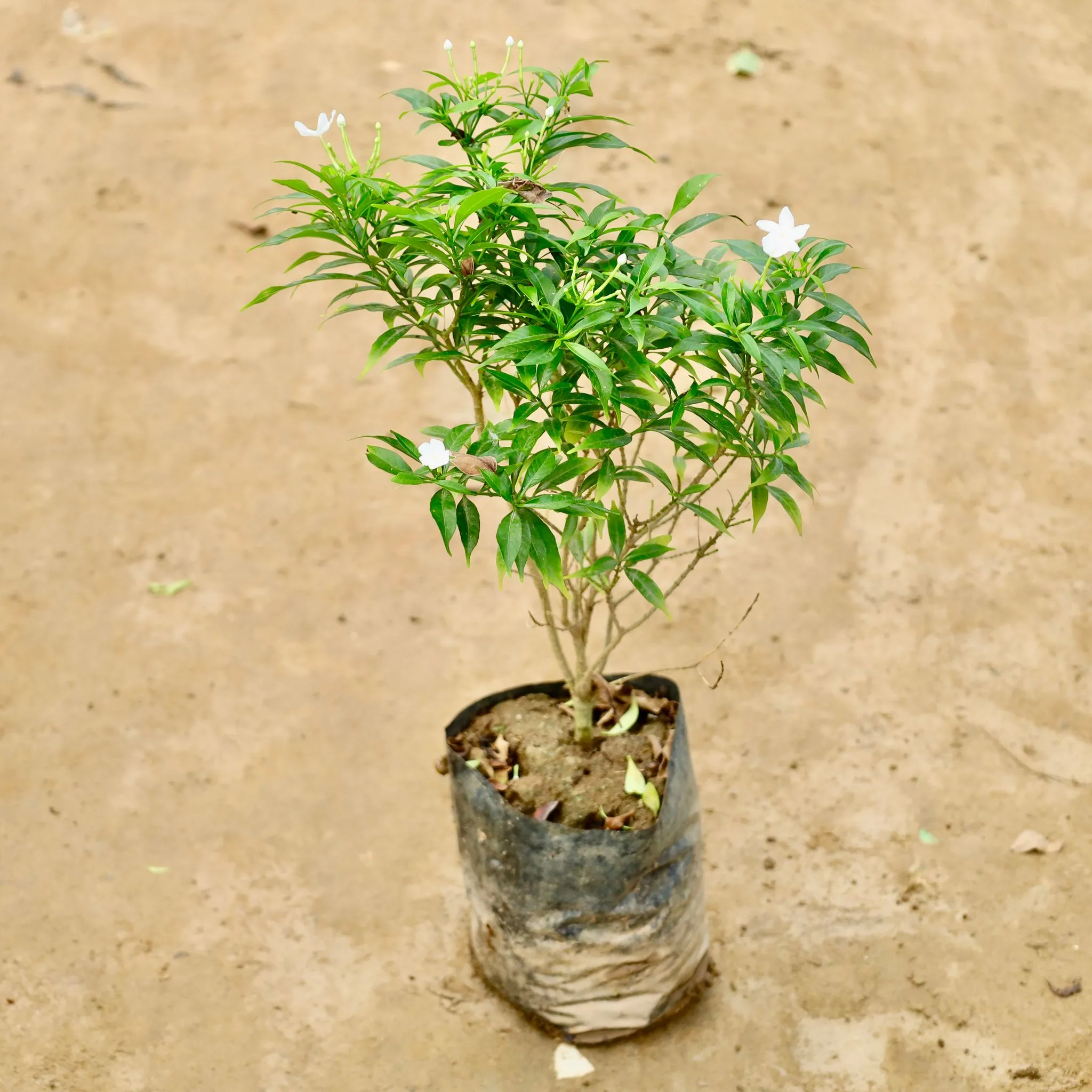 Chandni Dwarf in 8 Inch Nursery Bag