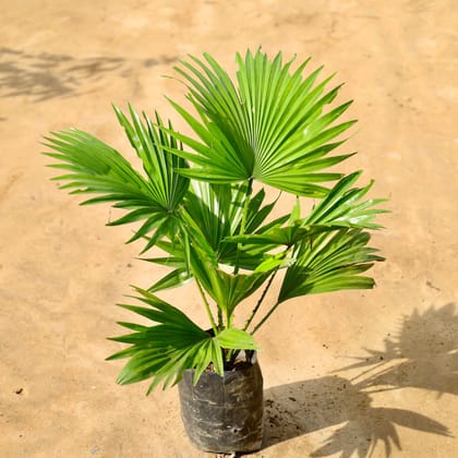 Buy China Palm / Fan Palm in 4 Inch Nursery Bag Online | Urvann.com