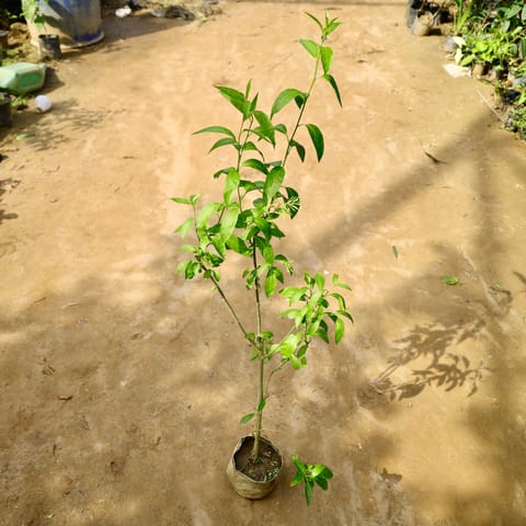 Raat Ki Rani / Night Blooming Jasmine (Any Colour) in 4 Inch Nursery Bag