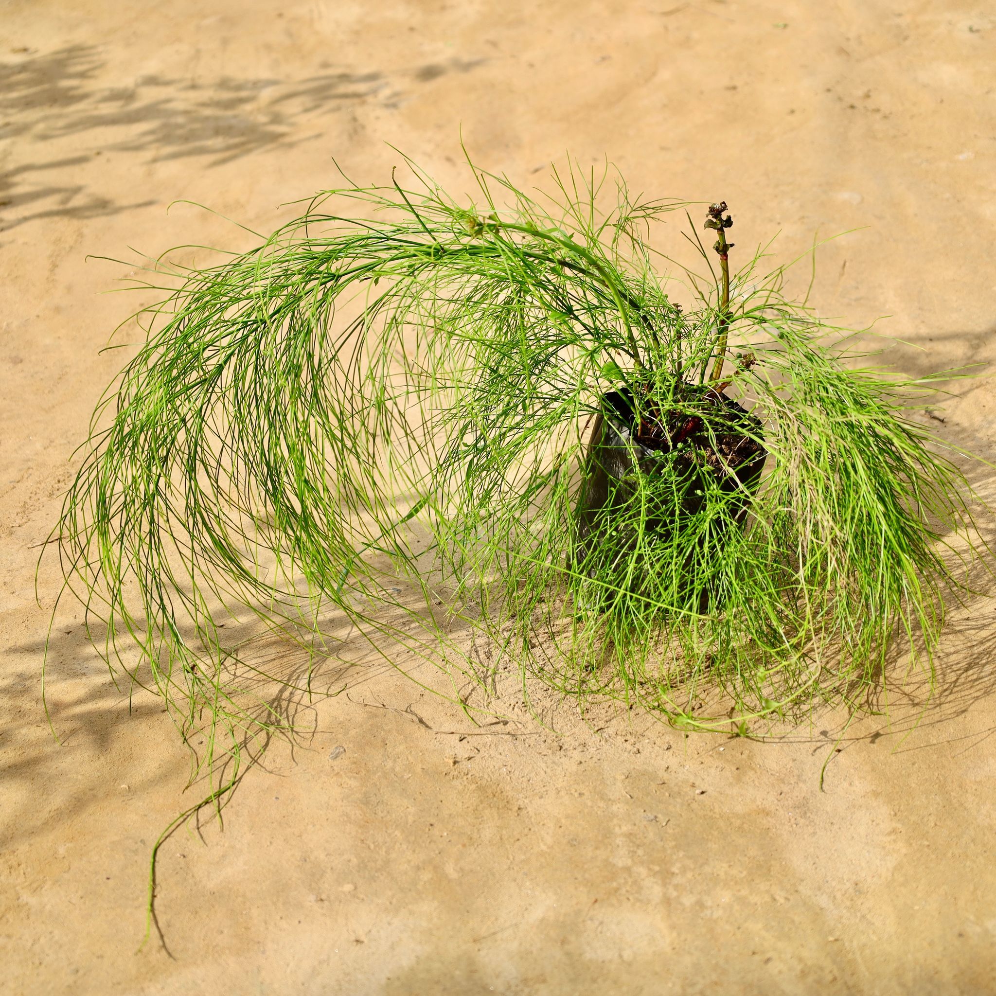 Russelia / Red Fire Cracker in 4 Inch Nursery Bag