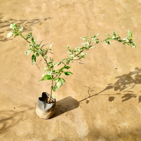 Hibiscus / Gudhal Variegated in 4 Inch Nursery Bag