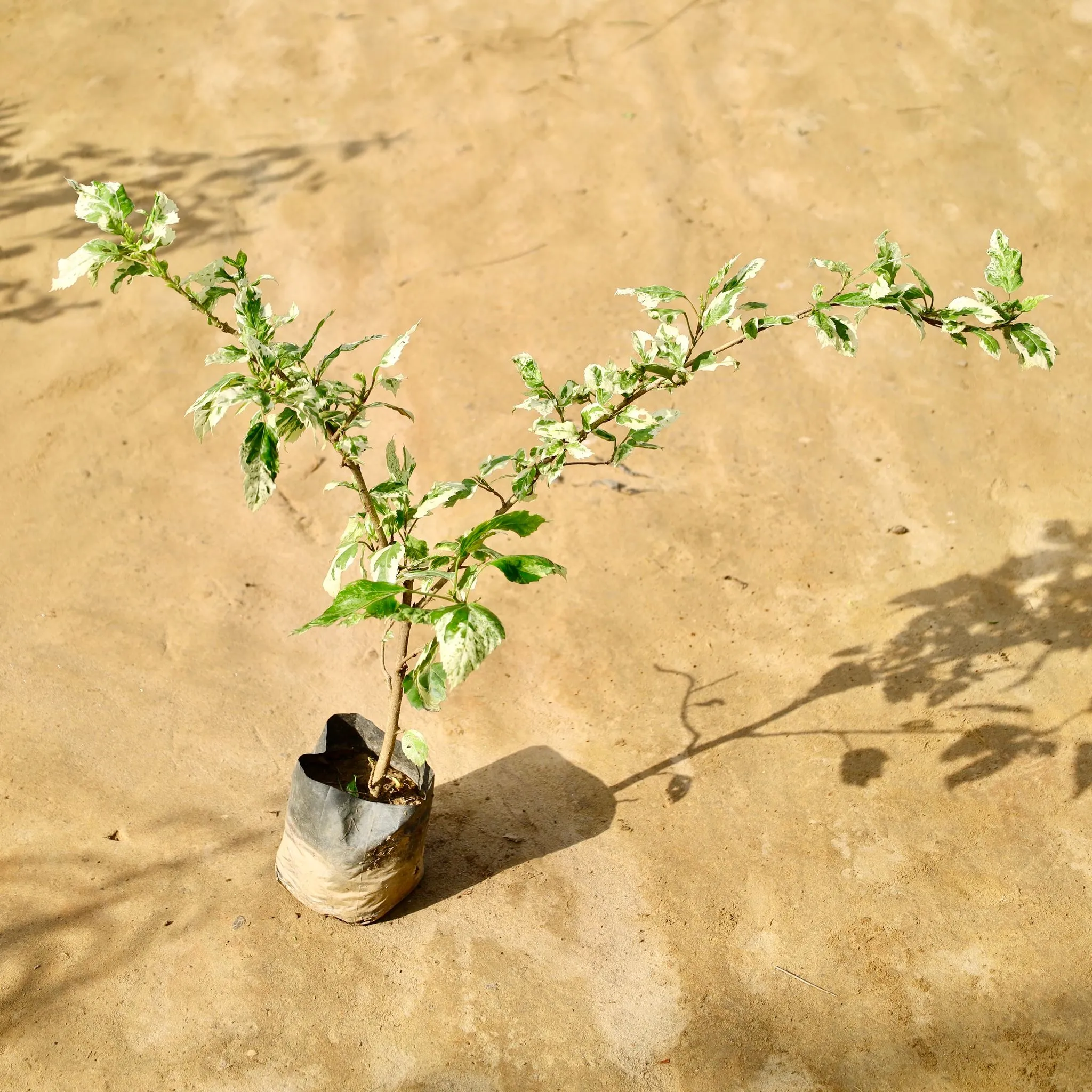 Hibiscus / Gudhal Variegated in 4 Inch Nursery Bag