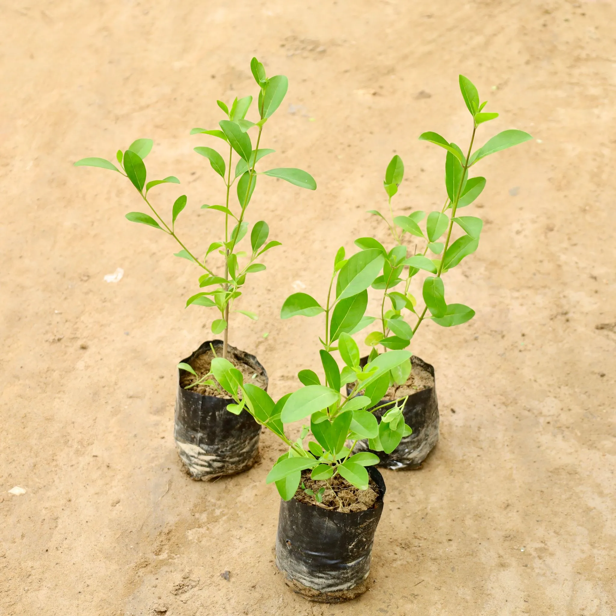 Set of 3 - Inerme Plant in 4 Inch Nursery Bag