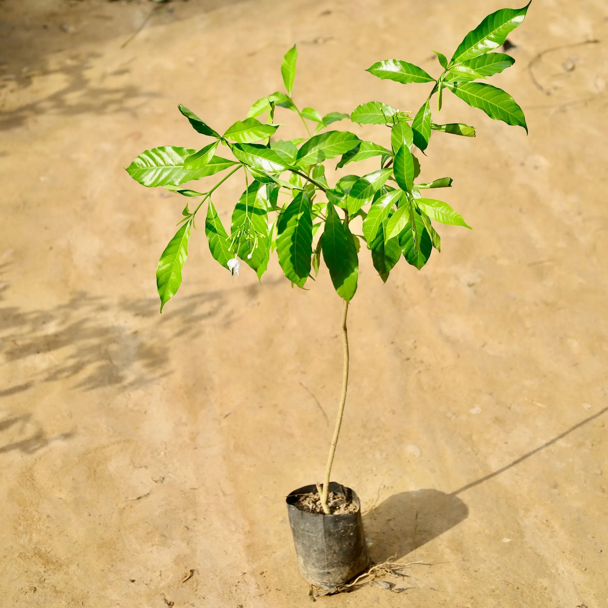 Chandni Desi in 5 Inch Nursery Bag