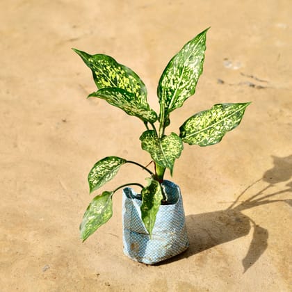 Buy Aglaonema Snow White in 4 Inch Nursery Bag Online | Urvann.com