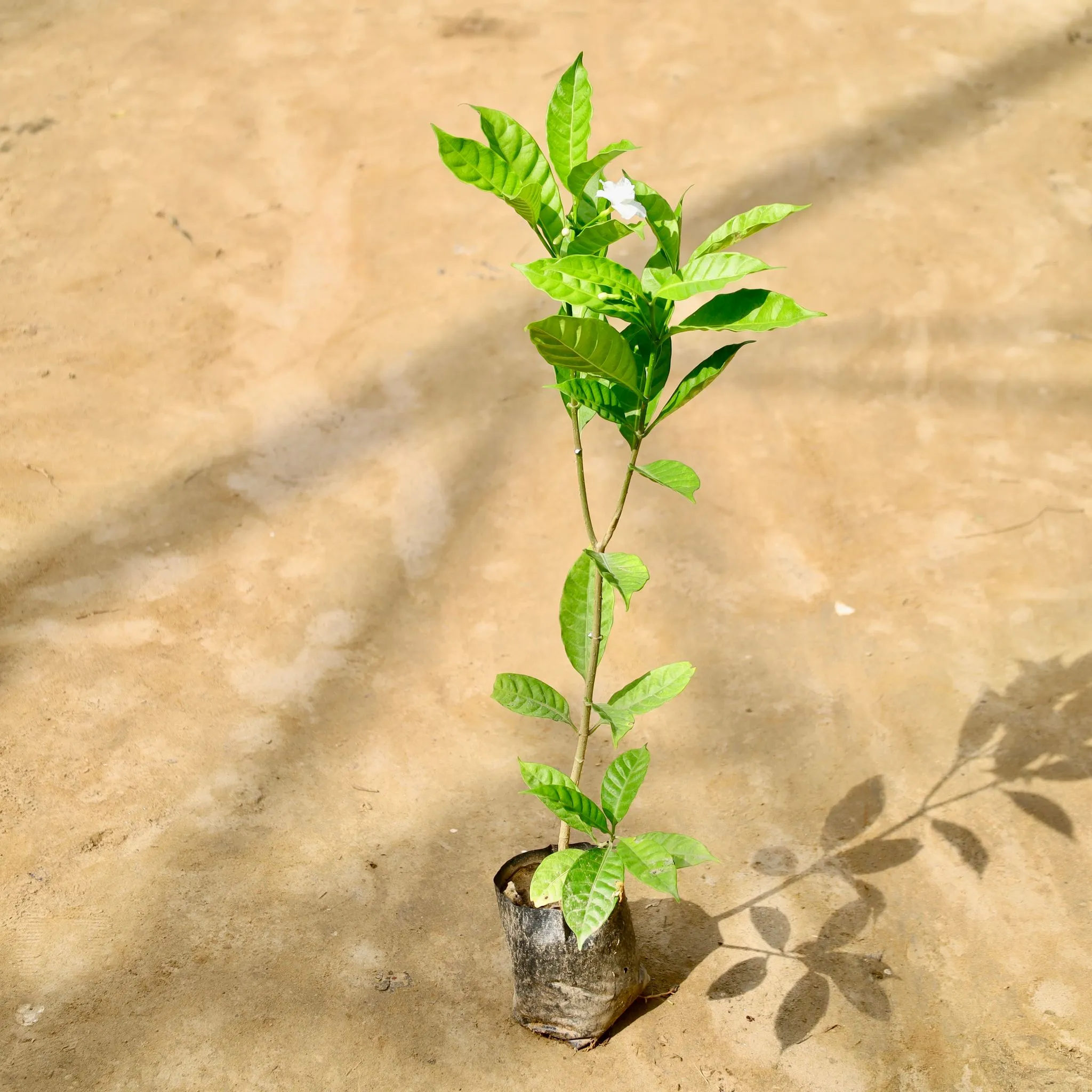 Double Chandni in 4 Inch Nursery Bag