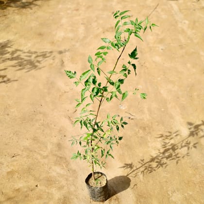 Buy Neem (2-3 Ft) in 4 Inch Nursery Bag Online | Urvann.com