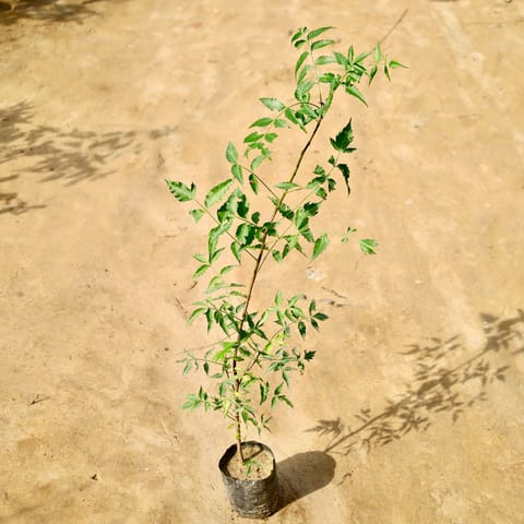Neem (2-3 Ft) in 4 Inch Nursery Bag