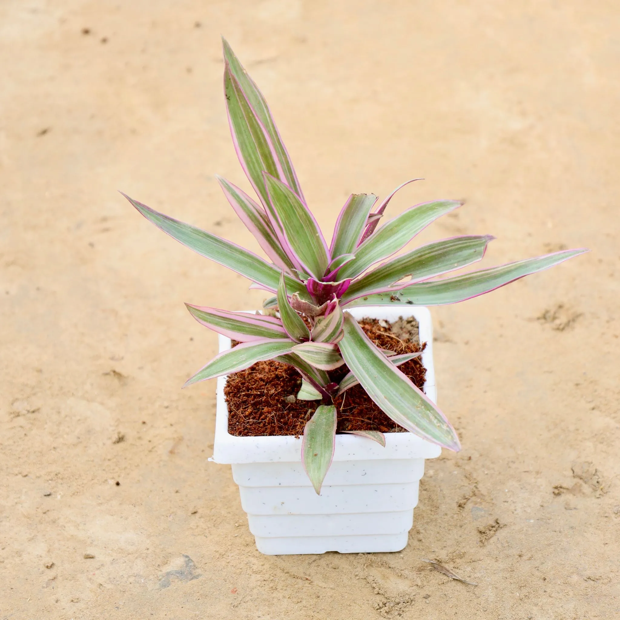 Rhoeo / Durangi (Any Colour) in 4 Inch White Premium Orchid Square Plastic Pot
