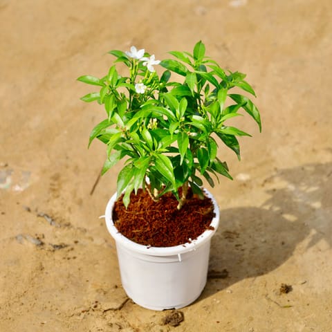 Chandni Dwarf in 4 Inch Nursery Pot