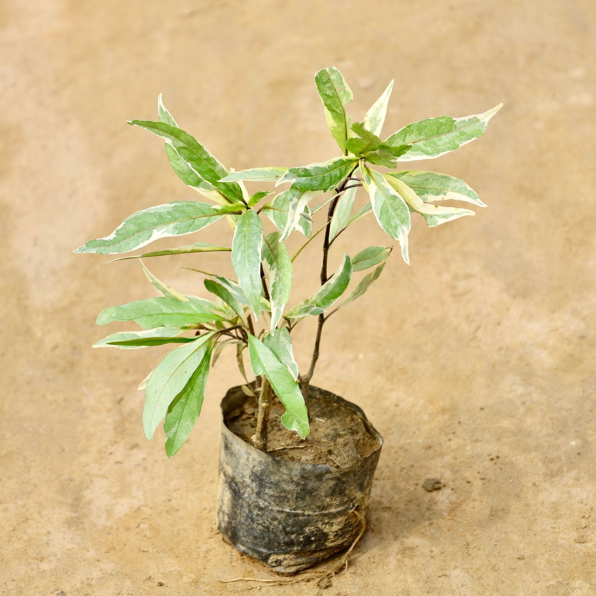 Sukh Shanti Variegated in 4 Inch Nursery Bag